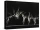 Danish Gymnasts-Gjon Mili-Premier Image Canvas