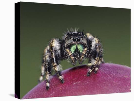 Daring Jumping Spider Adult on Fruit of Texas Prickly Pear Cactus Rio Grande Valley, Texas, USA-Rolf Nussbaumer-Premier Image Canvas