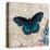 Dark Blue Butterfly-Alan Hopfensperger-Stretched Canvas