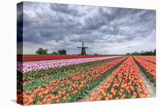 Dark Clouds over Fields of Multicolored Tulips and Windmill, Netherlands-Roberto Moiola-Premier Image Canvas