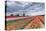 Dark Clouds over Fields of Multicolored Tulips and Windmill, Netherlands-Roberto Moiola-Premier Image Canvas