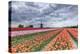 Dark Clouds over Fields of Multicolored Tulips and Windmill, Netherlands-Roberto Moiola-Premier Image Canvas