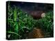 Dark Corn Field-null-Premier Image Canvas