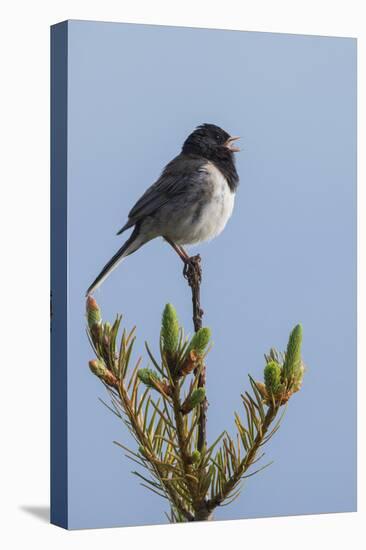 Dark-eyed junco singing-Ken Archer-Premier Image Canvas