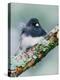 Dark-eyed Junco-Adam Jones-Premier Image Canvas