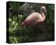 Dark Flamingo-Steve Hunziker-Stretched Canvas