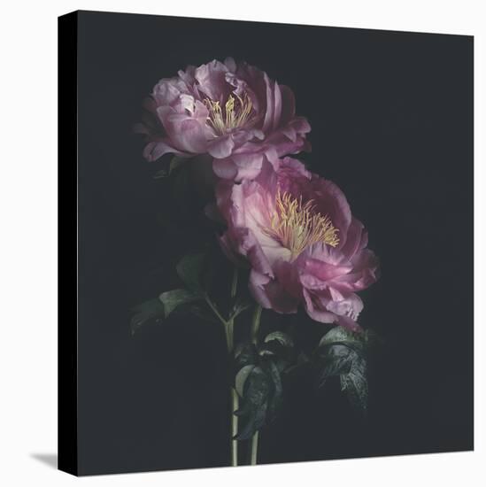 Dark Florals-Sarah Gardner-Stretched Canvas
