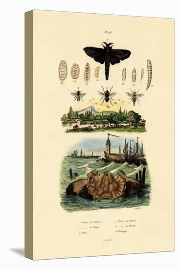 Dark Giant Horsefly, 1833-39-null-Premier Image Canvas