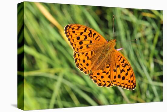 Dark Green Fritillary, Open Wings, from Above-Harald Kroiss-Premier Image Canvas