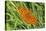 Dark Green Fritillary, Open Wings, from Above-Harald Kroiss-Premier Image Canvas