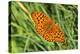 Dark Green Fritillary, Open Wings, from Above-Harald Kroiss-Premier Image Canvas