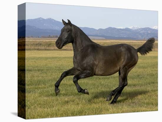 Dark Grey Young Andalusian Stallion Cantering, Colorado, USA-Carol Walker-Premier Image Canvas