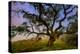 Dark Oak, Petaluma Hills, Northern California, Bay Area Trees-Vincent James-Premier Image Canvas