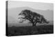 Dark Oak Silhouette, Petaluma California-null-Premier Image Canvas