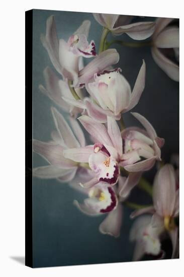 Dark Orchid I-Elizabeth Urquhart-Stretched Canvas