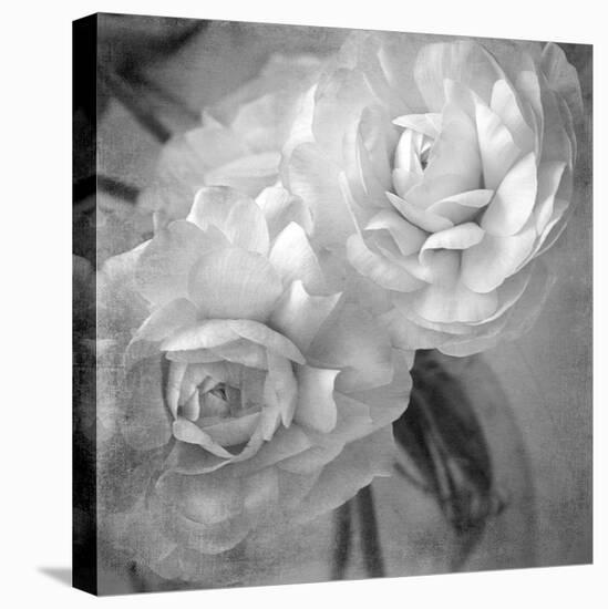 Dark Ranunculus I-Judy Stalus-Premier Image Canvas