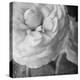 Dark Ranunculus II-Judy Stalus-Premier Image Canvas