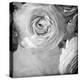 Dark Ranunculus IV-Judy Stalus-Premier Image Canvas