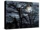 Dark Shadows-Katherine Sanderson-Premier Image Canvas