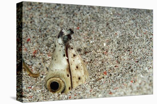 Dark-Shouldered Snake Eel Head in the Sandy Ocean Floor-Reinhard Dirscherl-Premier Image Canvas