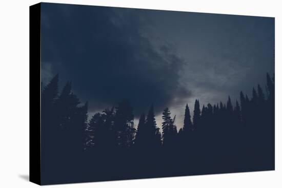 Dark Silhouettes of High Pines and Spruces from below Upwards on Background of Cloudy Sunset Sky Wi-daniilphotos-Premier Image Canvas