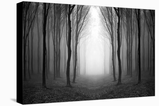 Dark Woods-PhotoINC-Premier Image Canvas