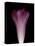 Darkness E1 - Purple Morning Glory Opening-Doris Mitsch-Premier Image Canvas