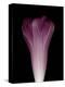 Darkness E1 - Purple Morning Glory Opening-Doris Mitsch-Premier Image Canvas