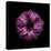 Darkness E3 - Purple Morning Glory Bud-Doris Mitsch-Premier Image Canvas