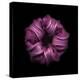 Darkness E3 - Purple Morning Glory Bud-Doris Mitsch-Premier Image Canvas