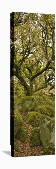 Dartmoor, Wistmans Wood, Stunted Oak Trees, Vert Pano-David Clapp-Premier Image Canvas