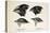 Darwin's Galapagos Finches-Stewart Stewart-Premier Image Canvas