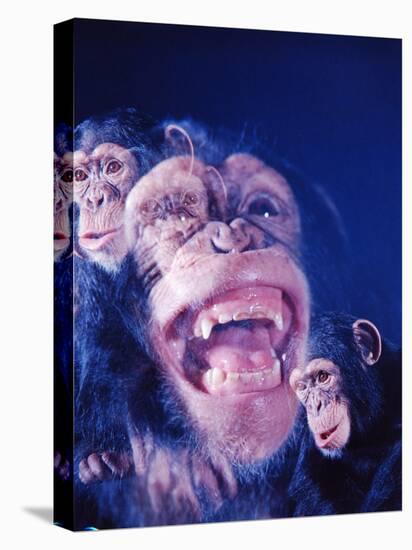 Darwin's Study of the Expressions of Monkeys in Formulating His Theory of Evolution-Mark Kauffman-Premier Image Canvas