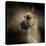 Dashing Great Dane-Jai Johnson-Premier Image Canvas