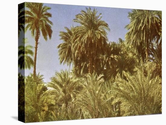 Date palms on Elephantine Island, Egypt-English Photographer-Premier Image Canvas