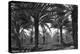 Date Palms-Dorothea Lange-Stretched Canvas