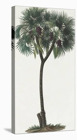 Dattier Palm-The Vintage Collection-Stretched Canvas