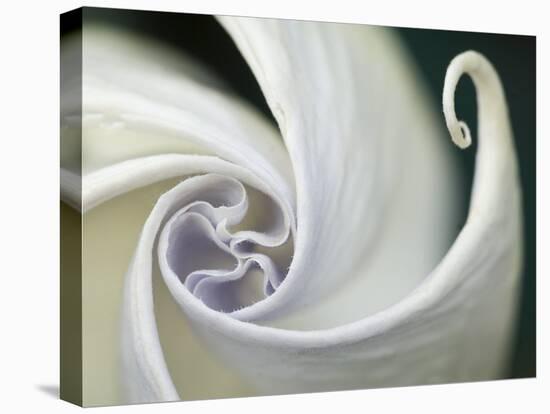 Datura Flower Close-Up, Pennsylvania, USA-Nancy Rotenberg-Premier Image Canvas