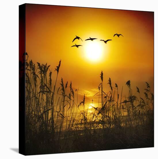 Dawn Flight-Adrian Campfield-Premier Image Canvas