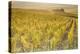 Dawn in the vineyards of Sancerre, Cher, Centre, France, Europe-Julian Elliott-Premier Image Canvas