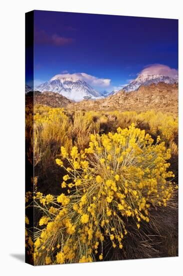 Dawn Light on Rabbitbrush and Sierra Crest, Inyo National Forest, California-Russ Bishop-Premier Image Canvas