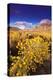 Dawn Light on Rabbitbrush and Sierra Crest, Inyo National Forest, California-Russ Bishop-Premier Image Canvas