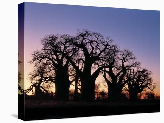 Dawn Sky Silhouettes from Grove of Ancient Baobab Trees, known as Baines' Baobabs, Botswana-Nigel Pavitt-Premier Image Canvas