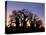 Dawn Sky Silhouettes from Grove of Ancient Baobab Trees, known as Baines' Baobabs, Botswana-Nigel Pavitt-Premier Image Canvas