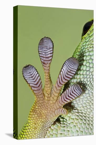 Day Gecko Close Up of Foot-null-Premier Image Canvas