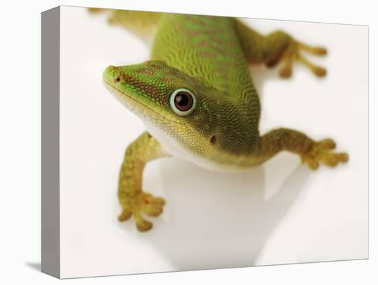 Day Gecko-Martin Harvey-Premier Image Canvas