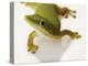 Day Gecko-Martin Harvey-Premier Image Canvas