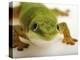 Day Gecko-Martin Harvey-Premier Image Canvas