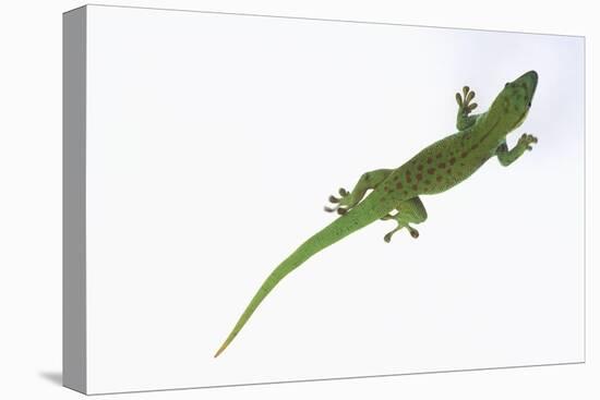 Day Gecko-DLILLC-Premier Image Canvas