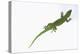 Day Gecko-DLILLC-Premier Image Canvas